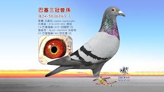【歐洲特賣】B24-5036163