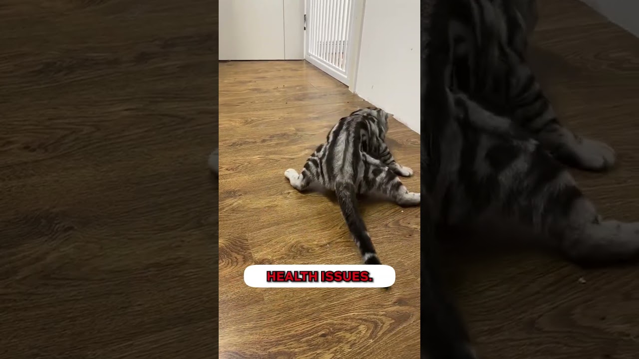 Hairball Relief Tabs saved my cat’s life 🥺🥺