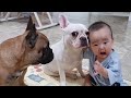 Funny French Bulldog Puppies Videos -  Frenchie Cutest Puppies in The World