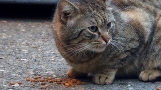 Huge and beautiful tabby cat