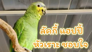 Lucky Parrot Happy Head นกแก้ว​อเมซอน​ ลัคกี้แฮปปี้​ หัว​เราะชอบใจ😁😅/ลัคกี้​เบิร์ด​