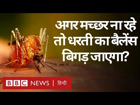 वीडियो: मादा और नर मच्छर प्रकृति में अतिश्योक्तिपूर्ण नहीं होते