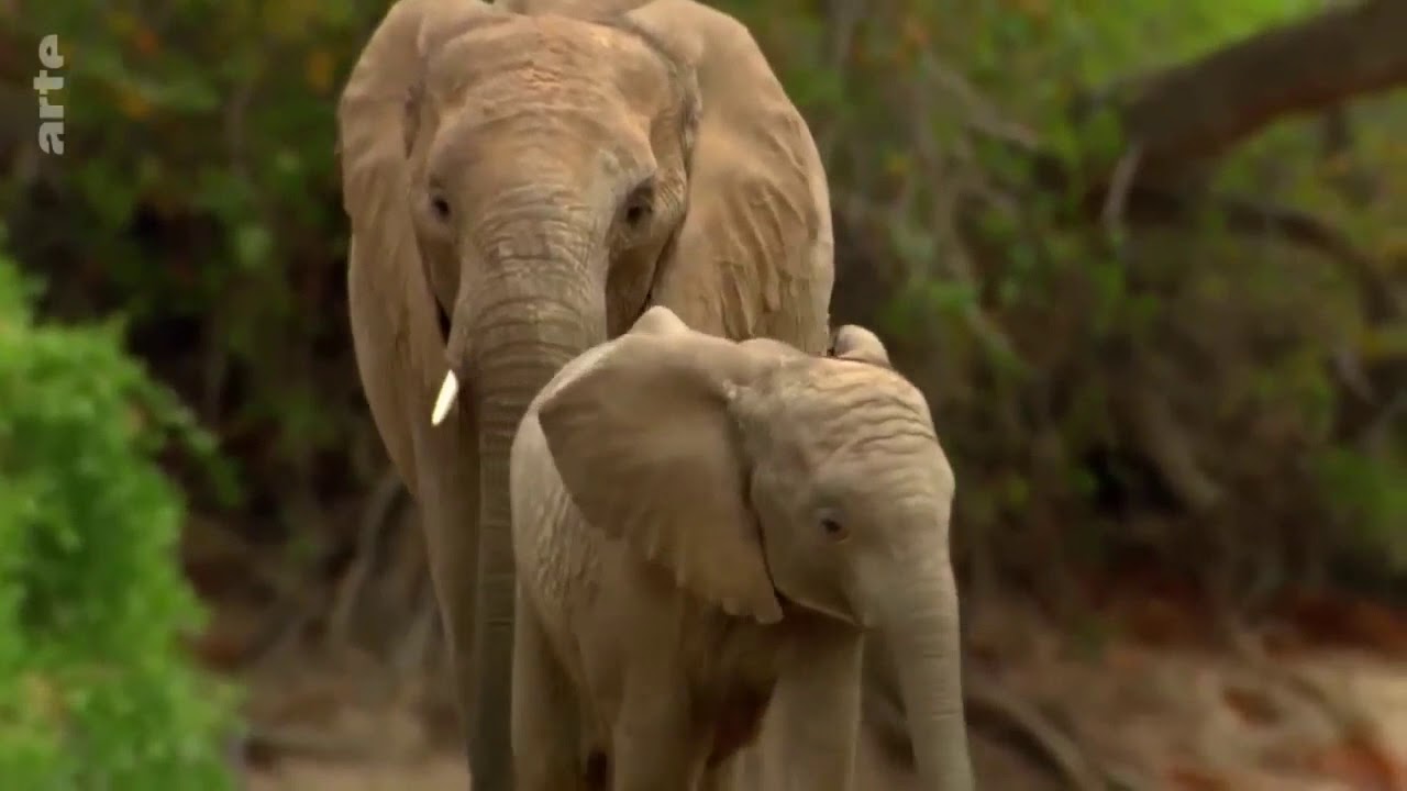 voix documentaire animalier