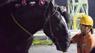 巨体と青毛とポンポン、かまって欲しいばん馬ゴールデンフウジン号　1040kgばんえい競馬