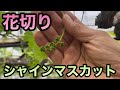 (前編)シャインマスカットの花切り〜基本を理解してキレイなぶどうを作り上げる〜2023-05-03