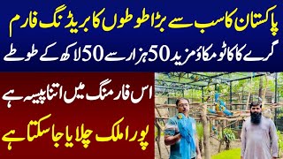 Biggest Parrot breeding Farm In Pakistan with unbelievable business