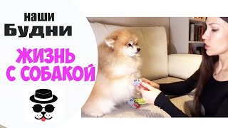 ВЛОГ СОБАКА ВПЕРВЫЕ МЕРИЕТ НОСКИ ВЛОГ СОБАКА ВПЕРВЫЕ МЕРИЕТ НОСКИ