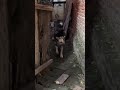 Stupid dog. #usa #tiktok #fypシ #puppy #dog #dogsoftikto... #Shorts #yedda.catharine