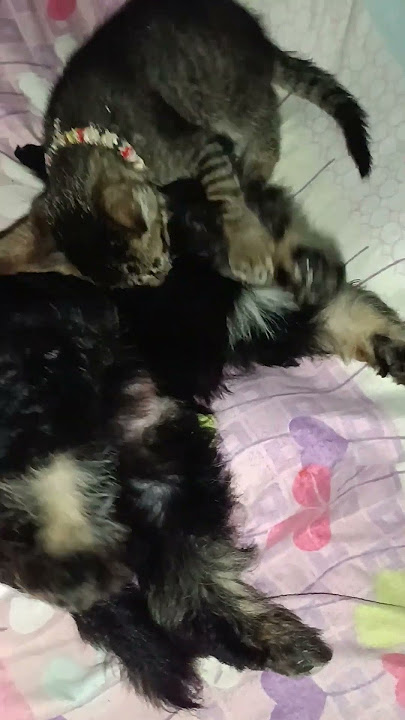 playtime ang MGA kulits