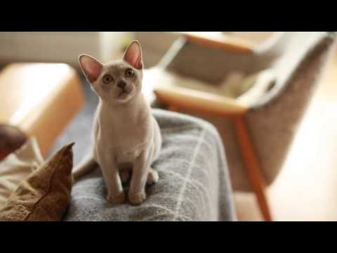 Video: Kuinka Kissa Ilmestyi