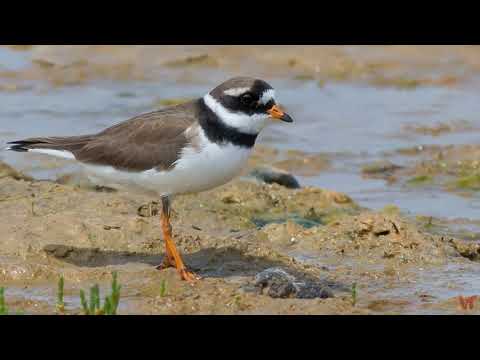 Галстучник (Charadrius hiaticula)