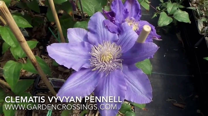 Clematis Vyvyan Pennell