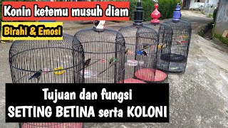 SETTING BETINA dan KOLONI KOLIBRI NINJA