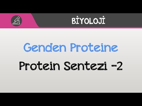 Genden Proteine - Protein Sentezi -2