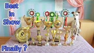 All Whippet Puppy's Show Results And Success This Year