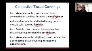 Ch. 7 (Muscle System - Part 1) Chapter 7 The Muscular System
