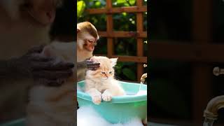 Macaco Dando Banho No Gatinho