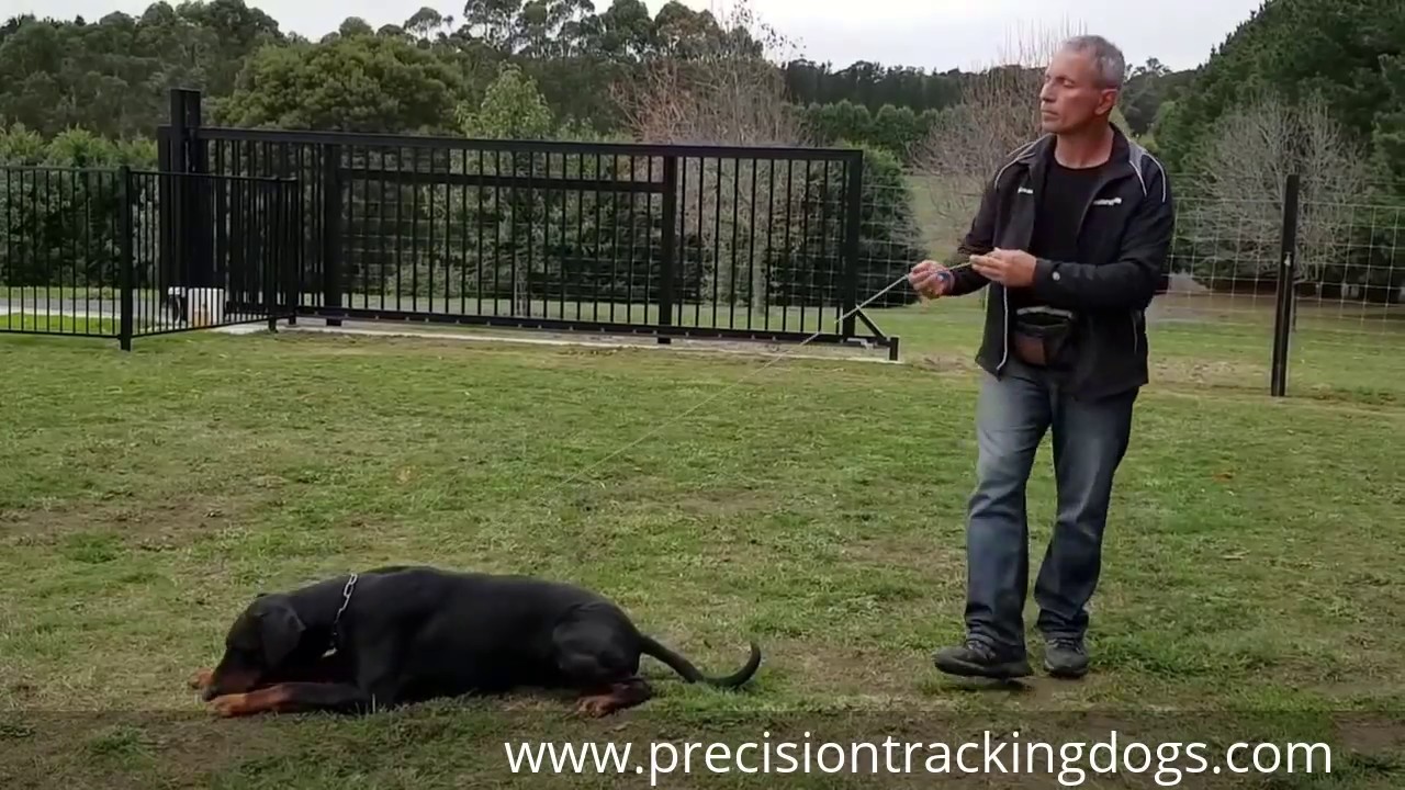 Going to Ground - The Methodology of Police Dog Training