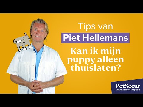 Video: Deze puppy's kunnen van jou zijn!