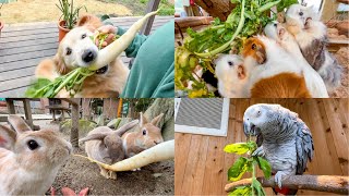 超人気野菜を動物たちにあげたら可愛いが大集合で大困惑ww【大根】 by 長崎バイオパーク公式 82,021 views 1 month ago 17 minutes