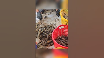 Crayfish - Miền Tây Bắt Tôm Càng Xanh Thấy Mê #shorts #crayfish