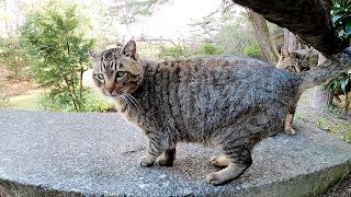 橋に集まってコチラの様子を伺うキジトラ猫軍団