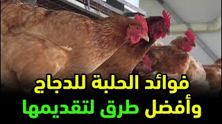 هل الحلبة لها فوائد على الدجاج؟ وأفضل طريقة لتقديمها للدجاج عشان تاخد منها الفائدة الكاملة دون مشاكل