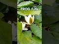 Frog Life #frog #froglife #animal