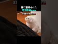姉に裏切られた犬の反応wwww