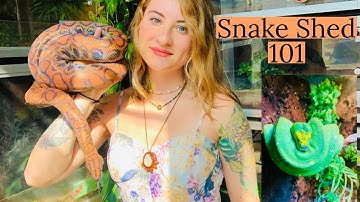 Everything You Need To Know About Snake Shedding