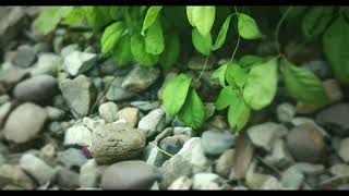 Black Magic Pocket 6k Test Footage ( Helios 44m-2 Anamorphic Lens )  | LOUDA FILMS