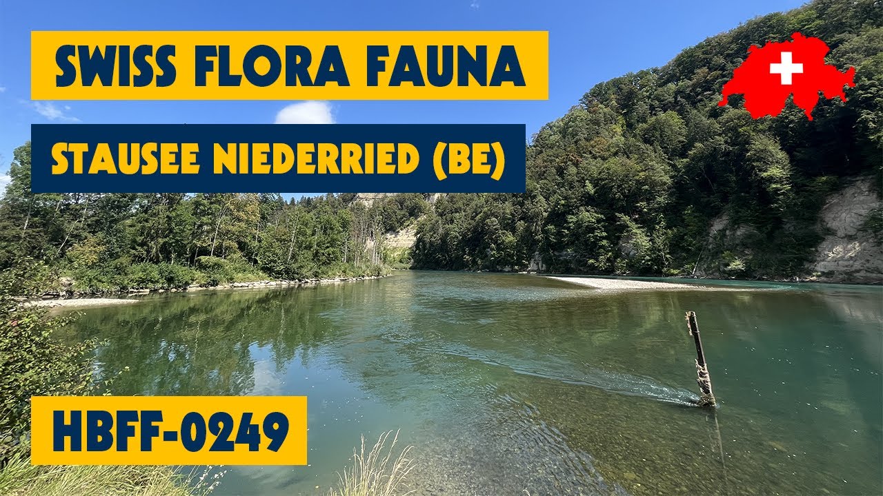15/08/2023 - Swiss Flora Fauna - HBFF-0249 - Stausee Niederried (BE)