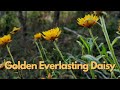 Xerochrysum bracteatum (Golden Everlasting Daisy) | Australian Native Plant Profile