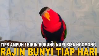 TIPS AMPUH CARA MERAWAT BURUNG NURI AGAR BISA NGOMONG DAN RAJIN GACOR TIAP HARI, DIJAMIN BERHASIL.!!