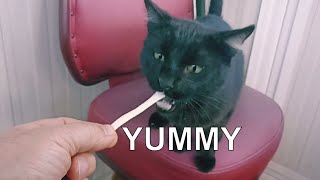 Mysterious Secret Behind Black Cat's Special Cheese Snack.🐈‍⬛👍 by Unusual stories of a black cat 657 views 3 weeks ago 2 minutes, 49 seconds