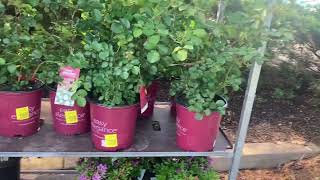 Walmart Clearance Plants: What to buy and what to pass on. 😍🌺