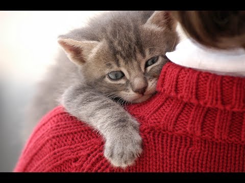 Video: Vad En Veterinär Har Att Säga Om National Respect Your Cat Day