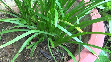 cây cầu tài gọi khách - cây chiêu tài gọi khách  - cây chiêu lộc - cây rủ khách mến khách 0903884952