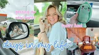 DAYS IN MY LIFE | puppy haul, picking up my service dog puppy & prepping for him to come home!