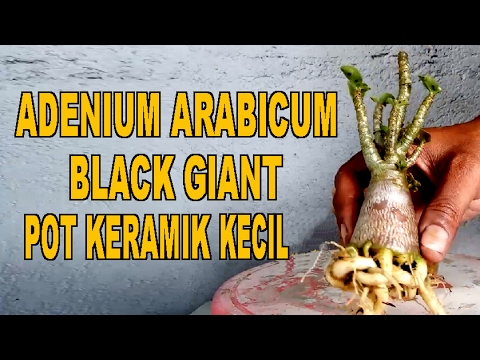 Adenium Arabicum Black Giant Pot Keramik Kecil  YouTube