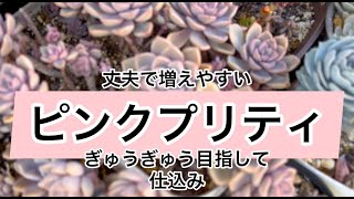 多肉植物］丈夫で増えやすいピンクプリティ 葉挿しっ子で仕込み^_
