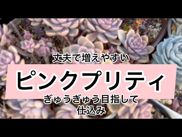 多肉植物］丈夫で増えやすいピンクプリティ 葉挿しっ子で仕込み^_