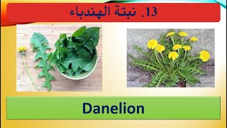 ماذا تعرف عن الهندباء 13 what do you know about Dandelion