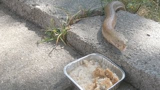 Змея заглатывает пищу - уж ест из кошачей миски - видео с животными Змея заглатывает пищу - уж ест из кошачей миски - видео с животными