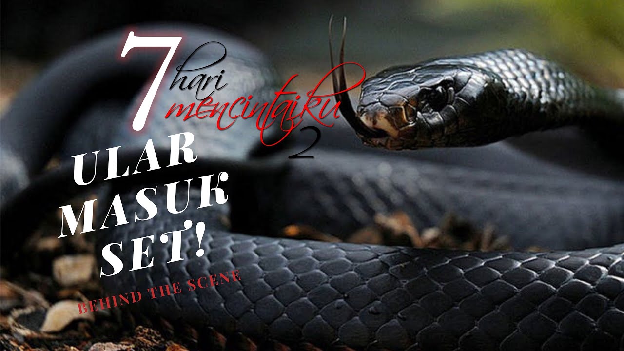 Ular masuk set 5 KALI!!!