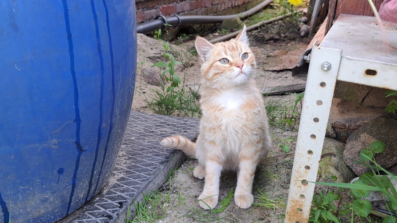 Кот Тим ест мясо курицы. 13.06.2023 г. - YouTube