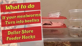 What To Do If Your Mealworms Turn Into Beetles - Budget Mealworm Farm - Useful Dollar Store Items