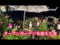 【夜の薔薇】オープンガーデンを終えた夜 脱走した猫探し #ばら #オープンガーデン