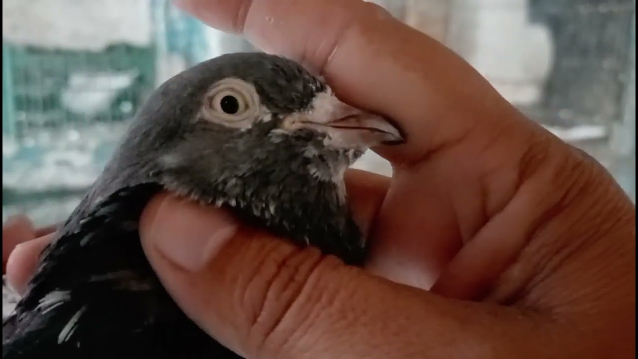 Joraa lganay ki tip ..14th July 2025