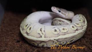 Famous 2019 Breeding Season and Available Animals!! Net Worth